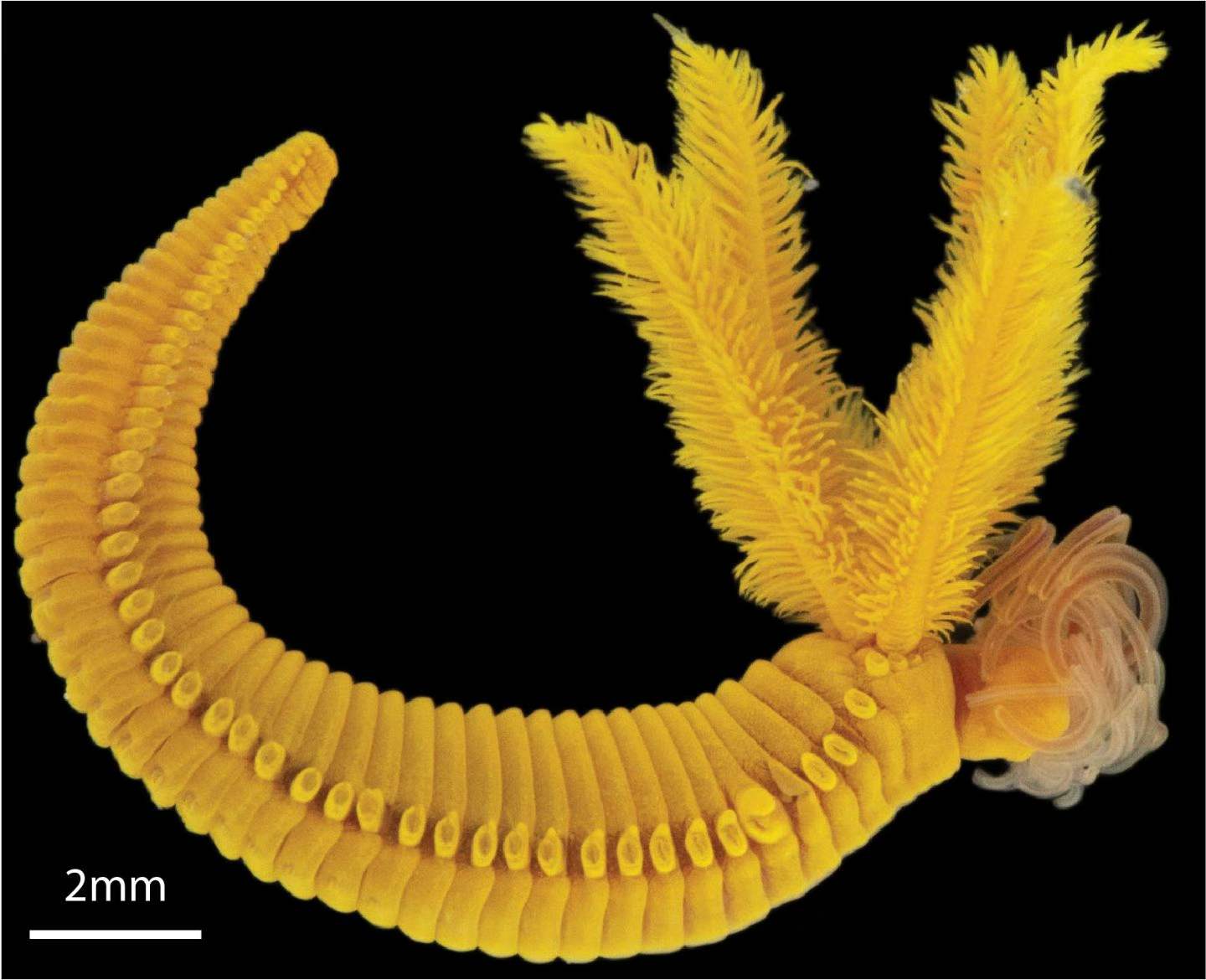 Deep Sea Worm Fights 'Poison with Poison' to Survive High Arsenic and Sulfide Levels